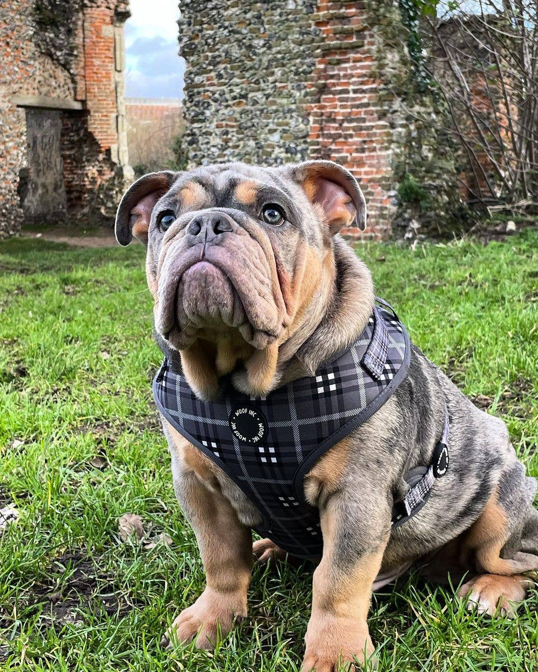 Arnés ajustable para perros con cuadros escoceses negros y grises