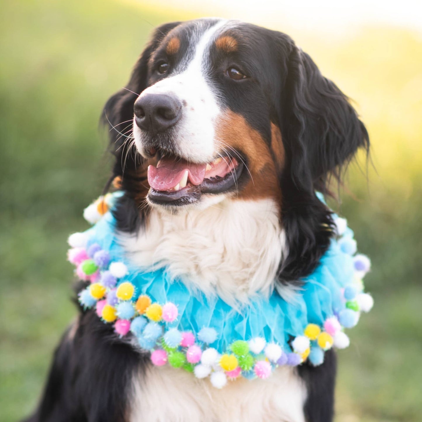 Midlee Birthday Dog Collar - Assorted Colors/Sizes