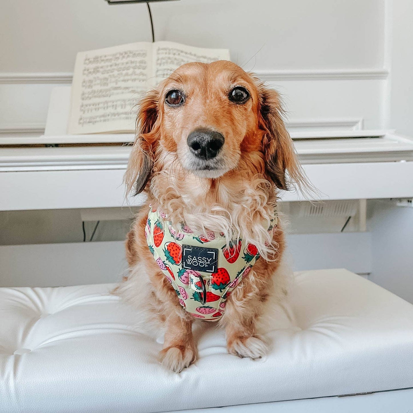 Arnés ajustable para perros - Strawberry Fields Furever