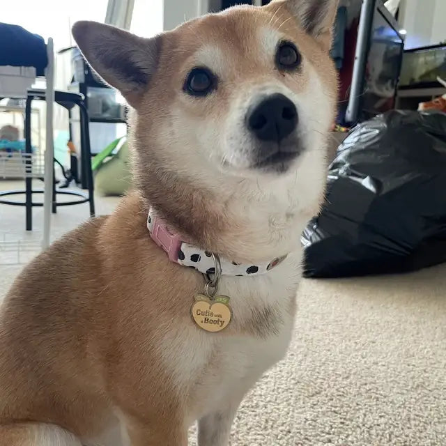 Moo Cow Organic Cotton Dog Collar