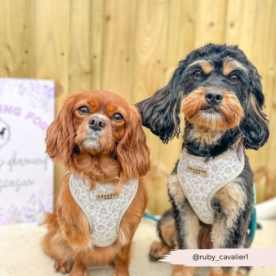 Luxe Adjustable Neck Harness - Garden Meadow
