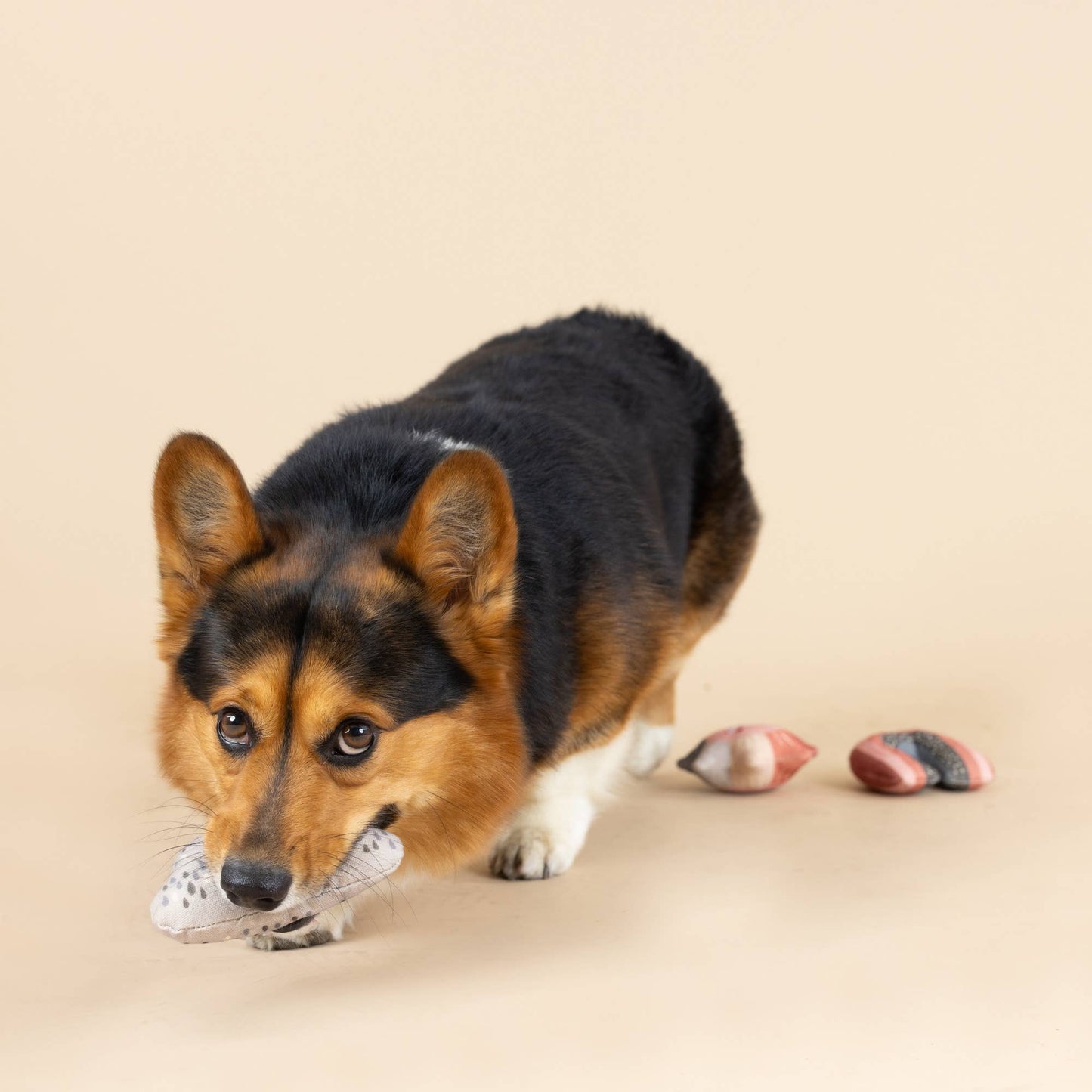 Canvas Mini Dog Toy Set Rain Or Shine