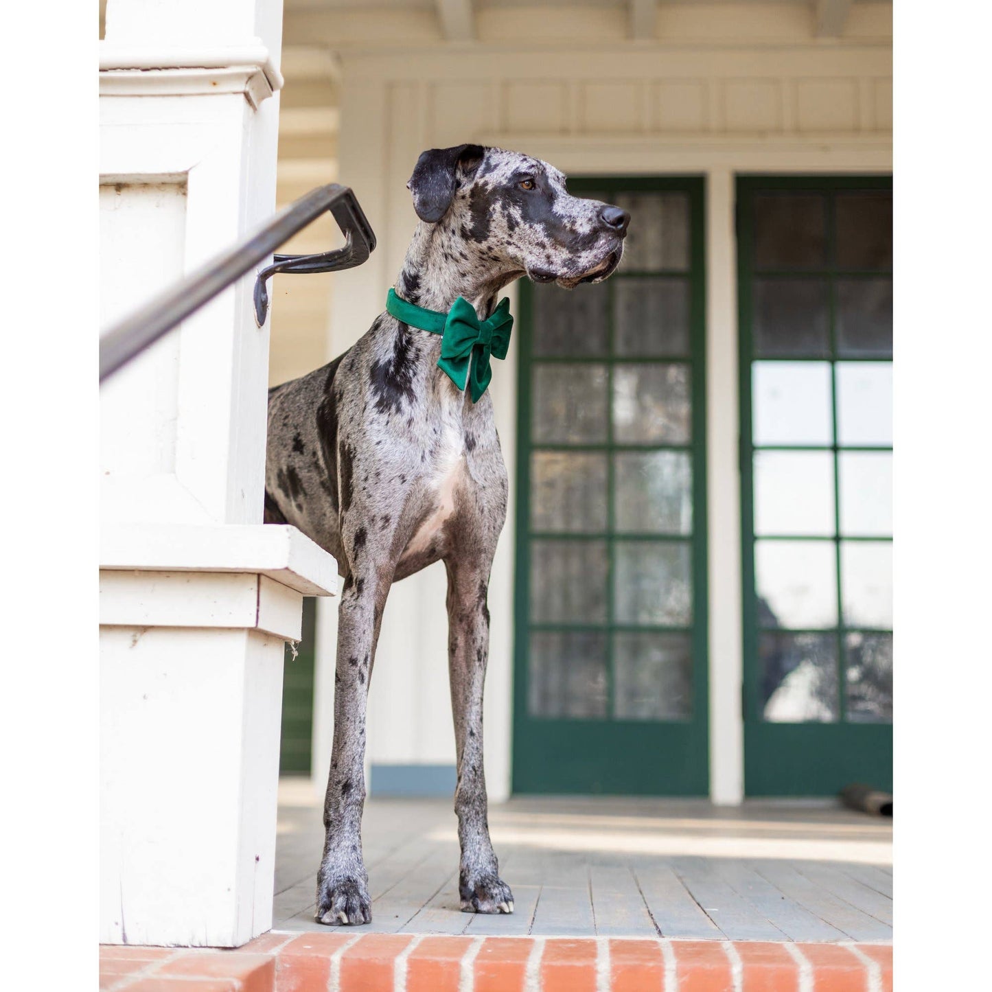 Forest Green Velvet St. Patrick's Day Lady Dog Bow