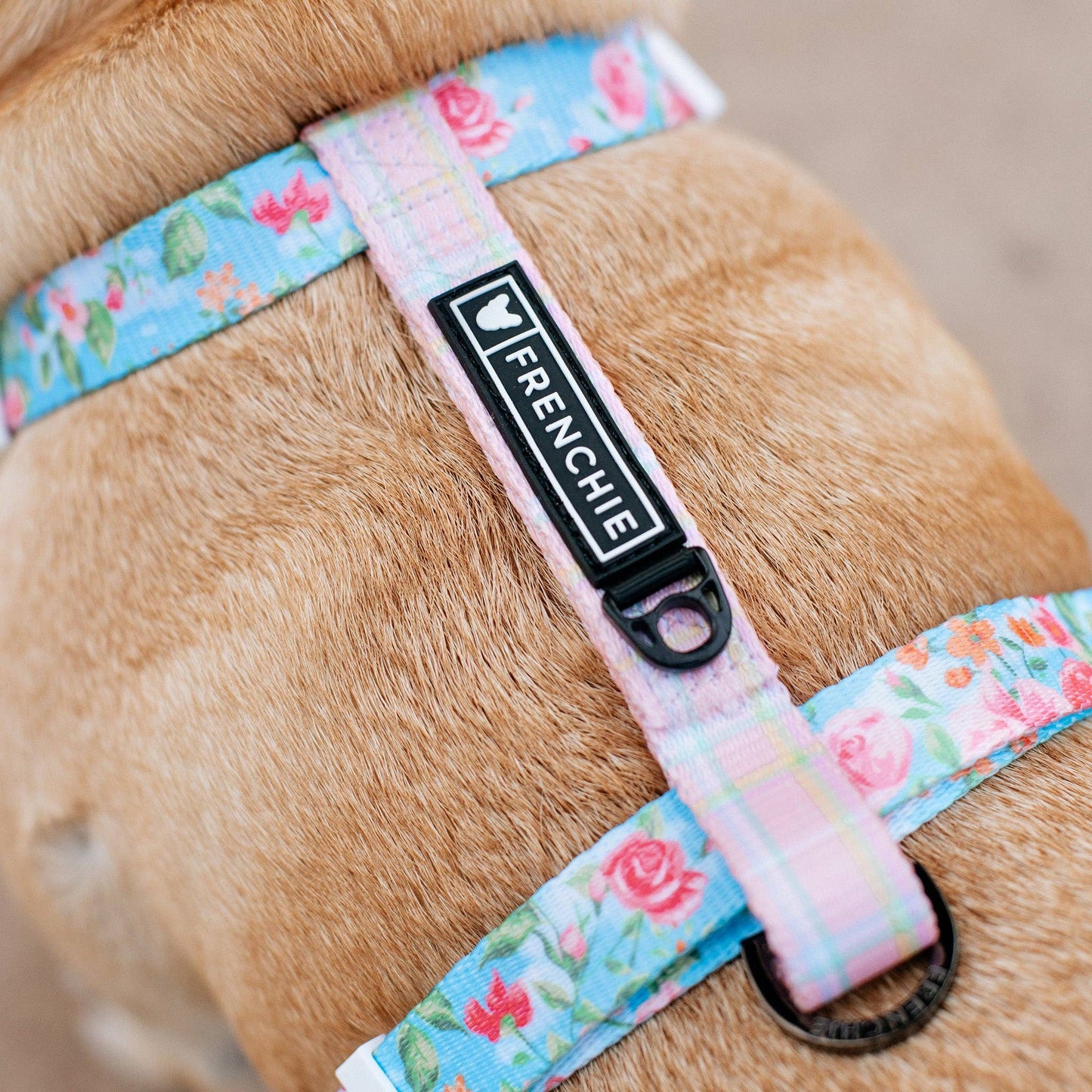 Arnés de correa para Frenchie - Secret Garden