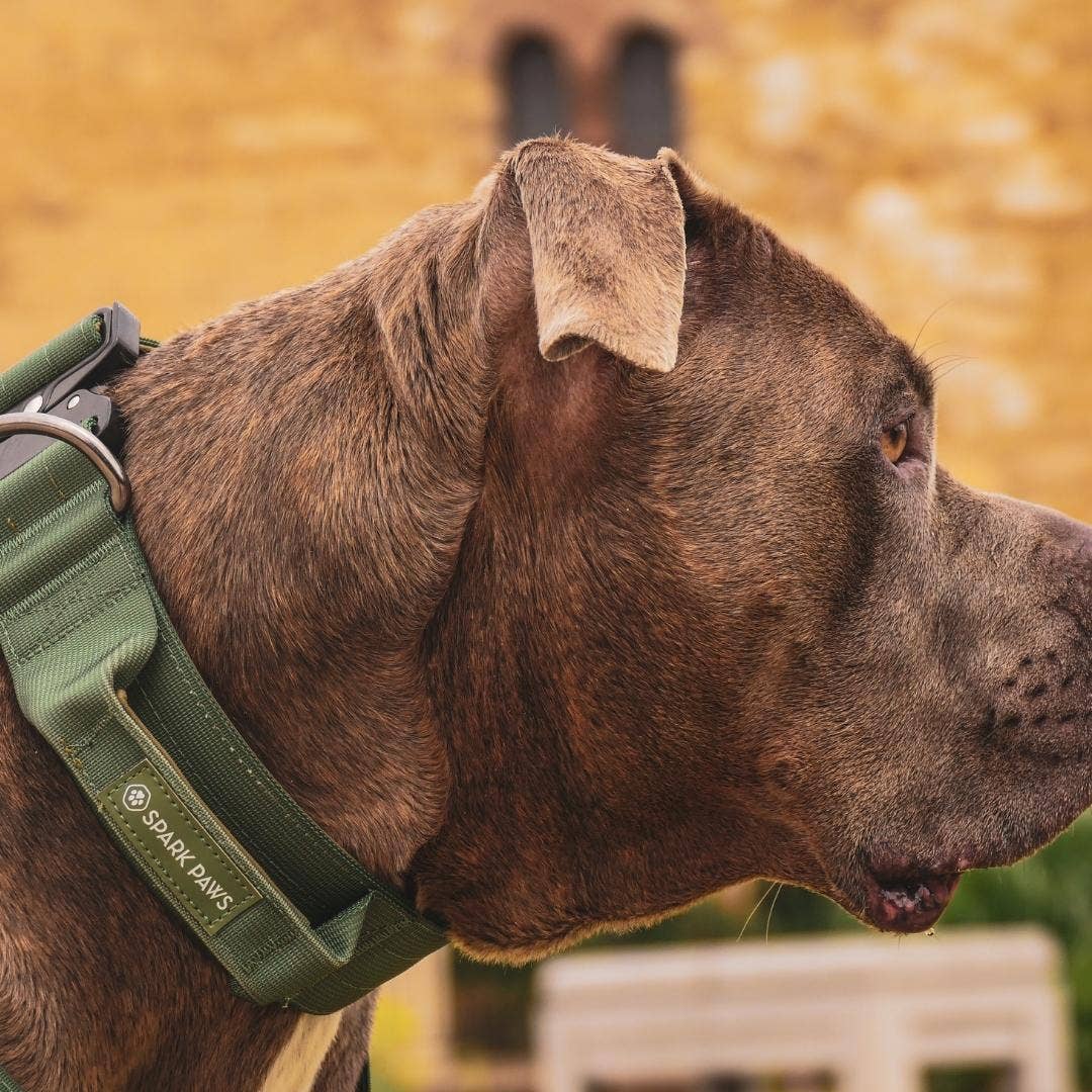 Tactical Dog Collar - Army Green