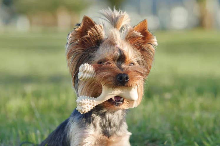 BetterBone SOFT Beef Dog Chew Toy Mini - Assorted Sizes