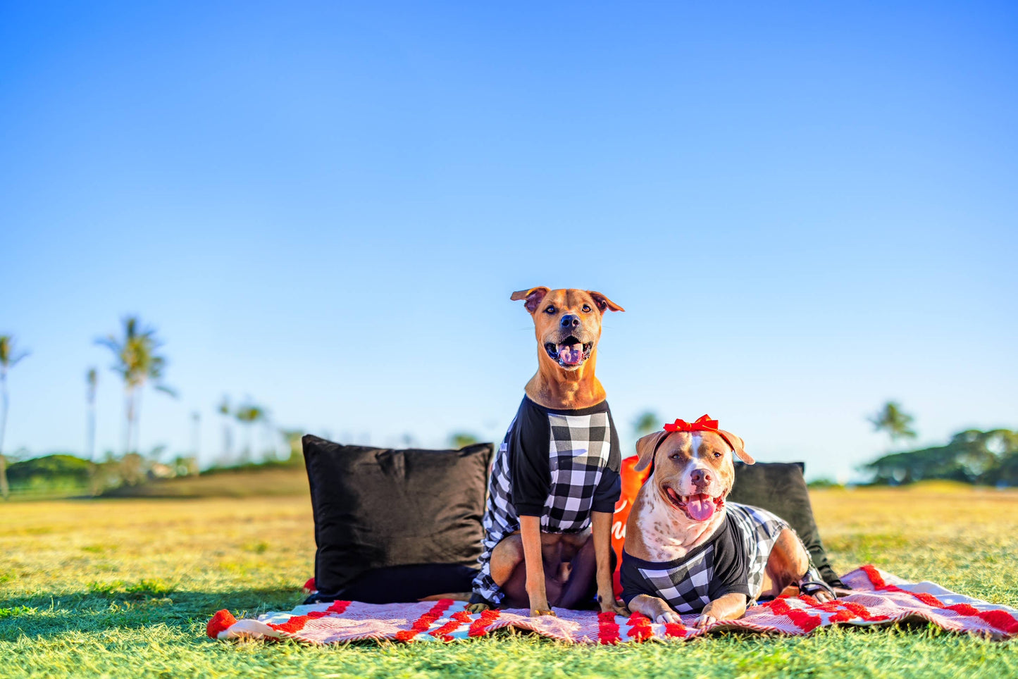Dog Cotton Black & White Plaid Pajamas