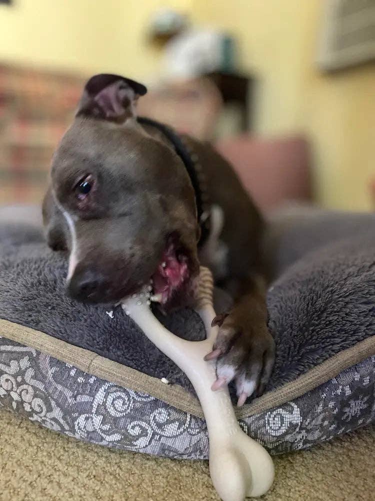 BetterBone HARD Durable All-Natural No Nylon Beef - Assorted Sizes