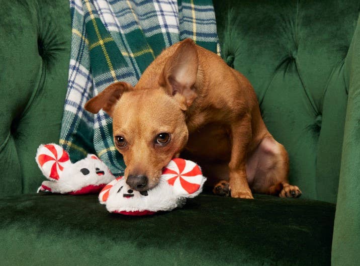 BARK Peppermice Slippies Plush Dog Toy