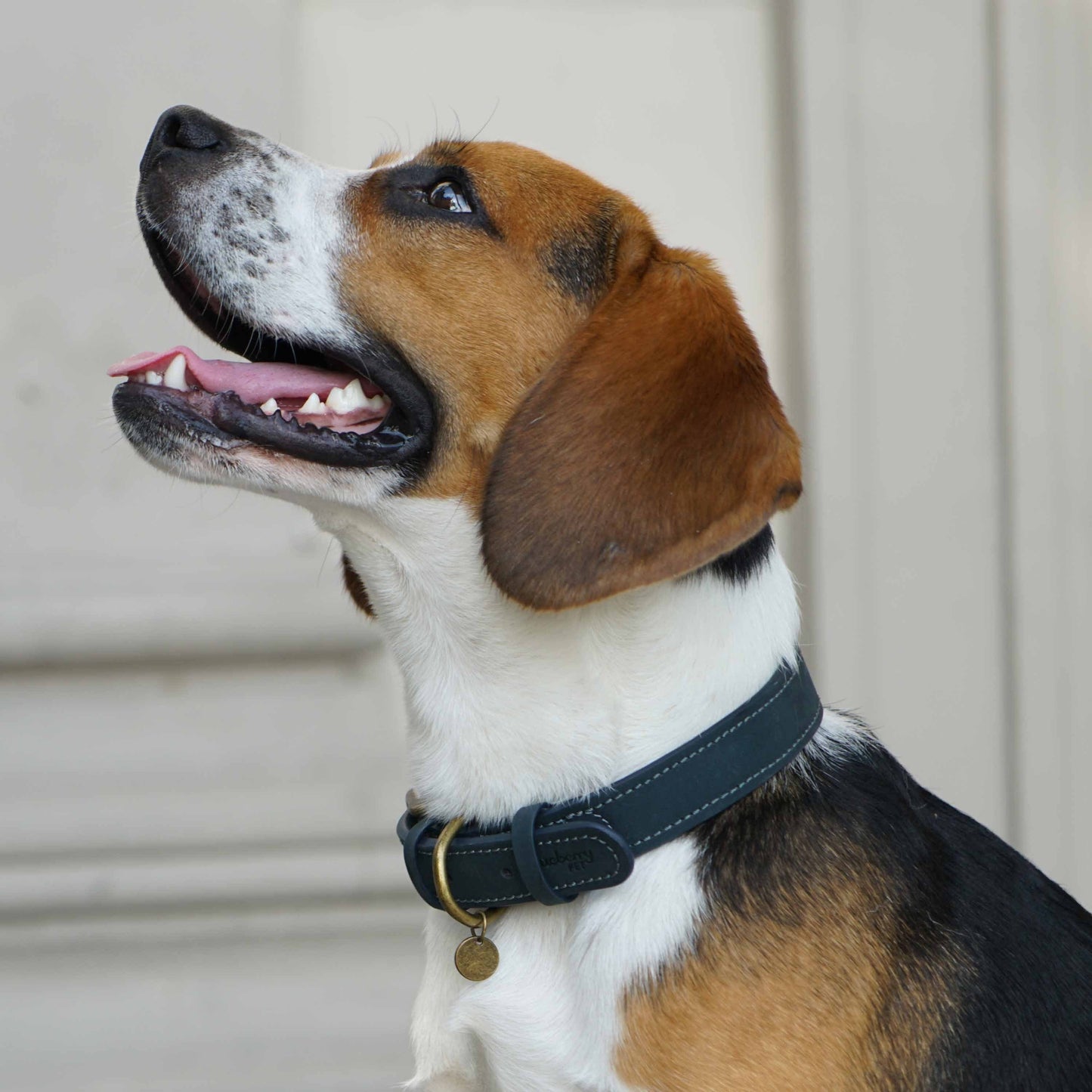 Full Grain Leather Dog Collar - Navy Blue