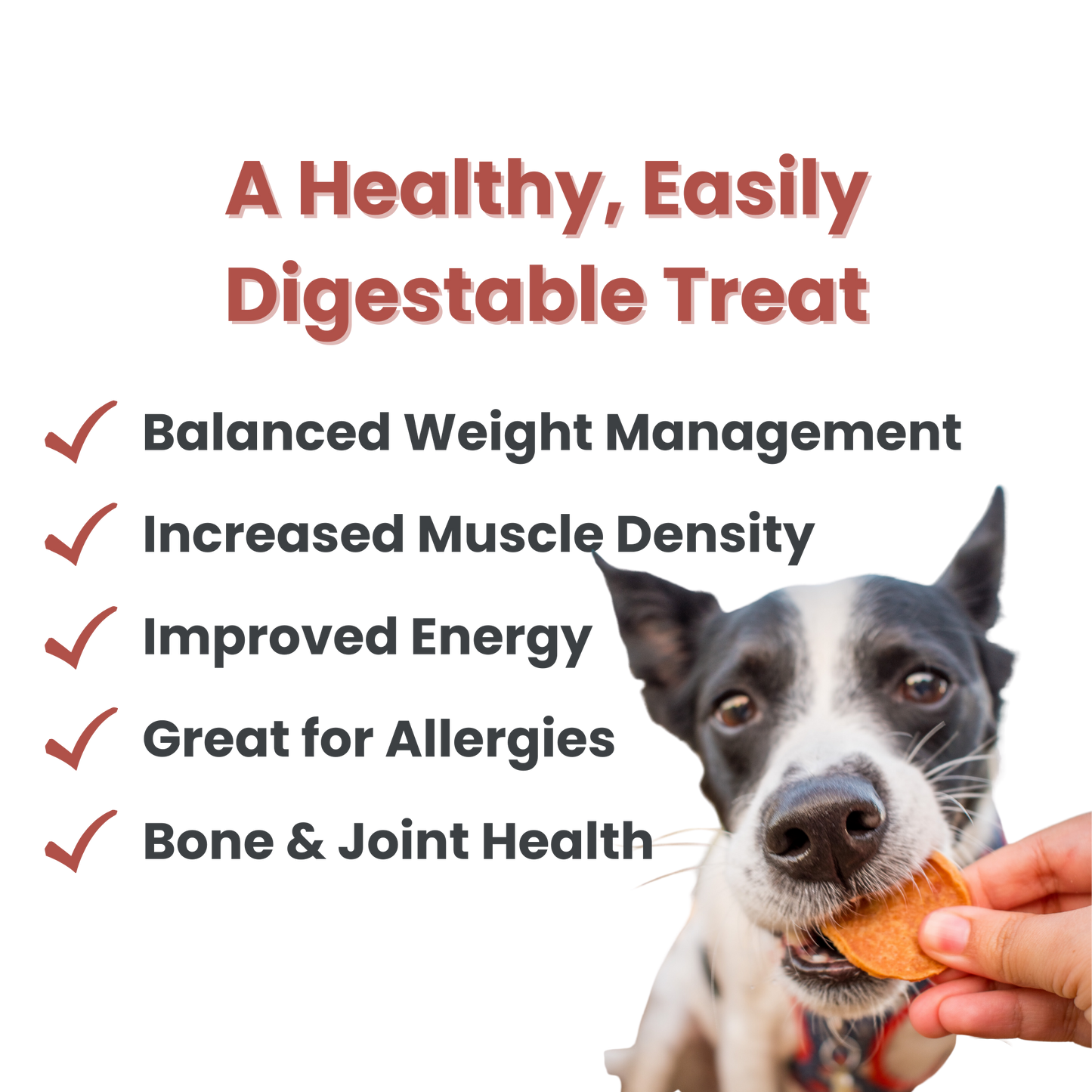 Turkey Chips Dog Treats 12oz