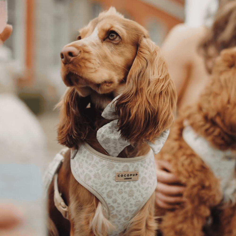 Luxe Adjustable Neck Harness - Garden Meadow