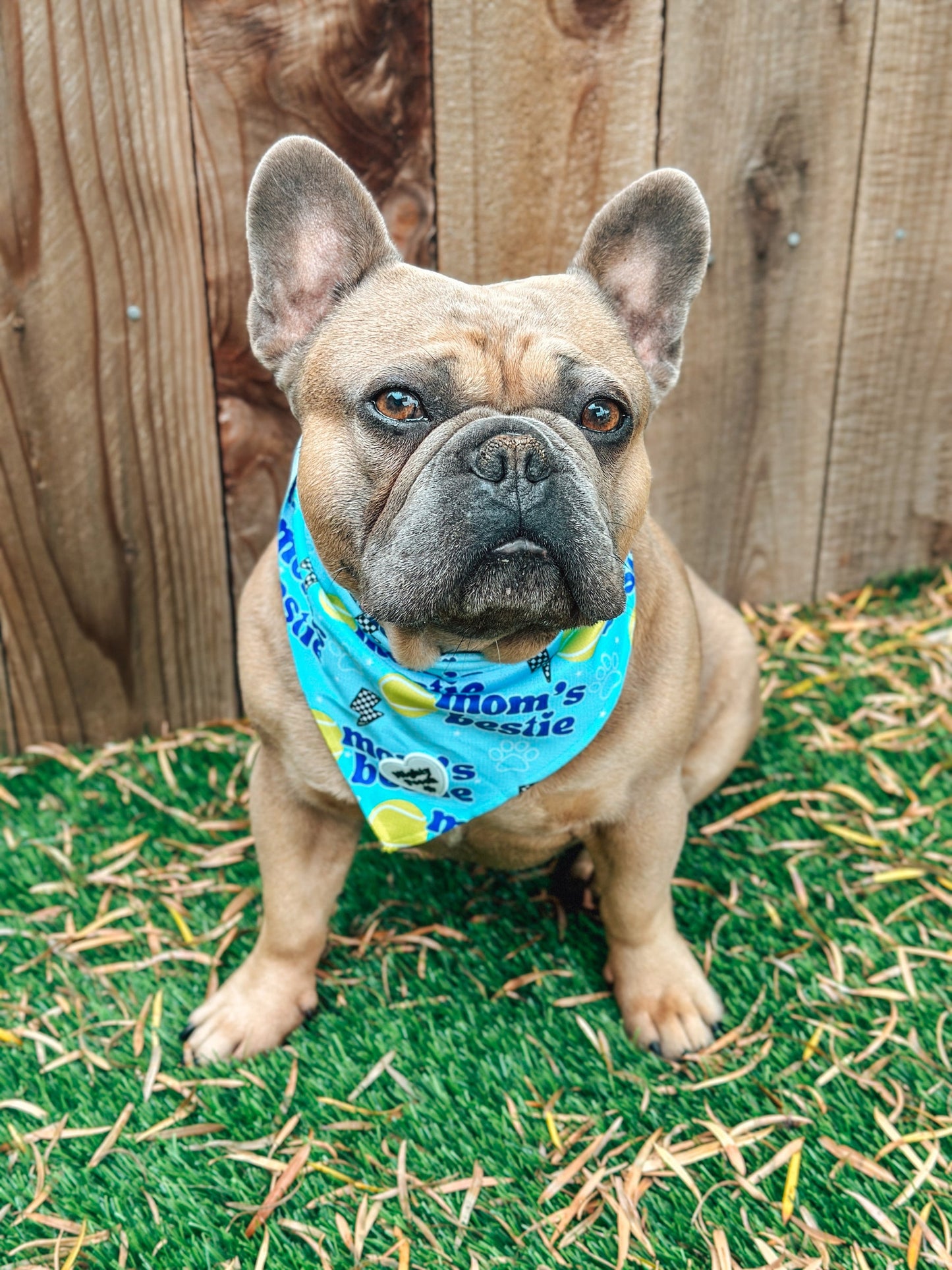 Bandana refrescante para perros - Mom's Bestie