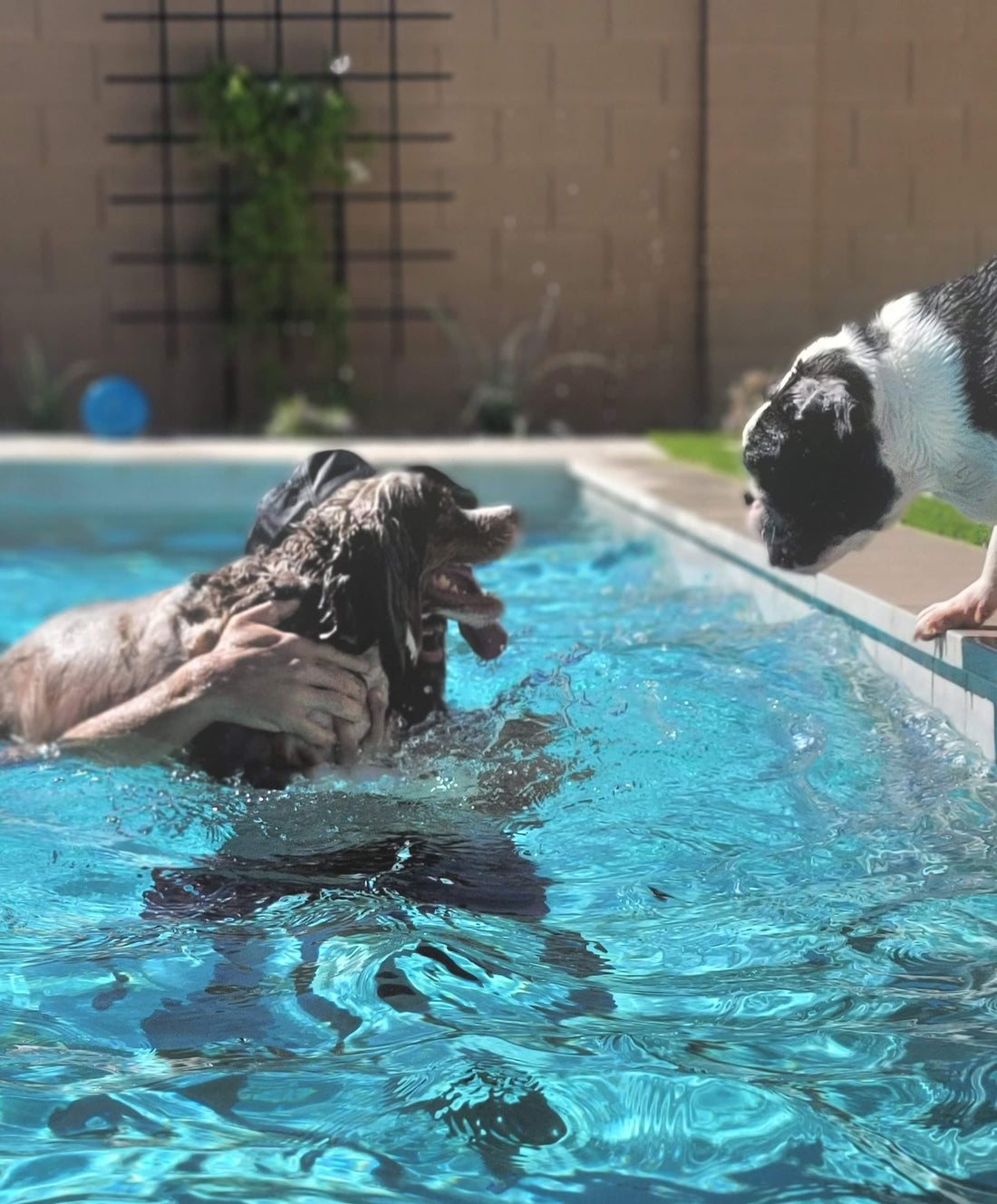 Pool Tips for Pups and Parents