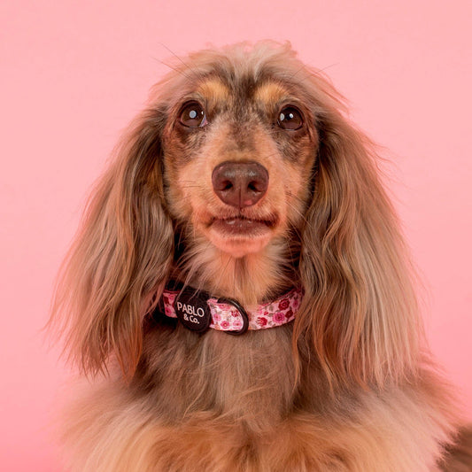 Primrose Dog Collar