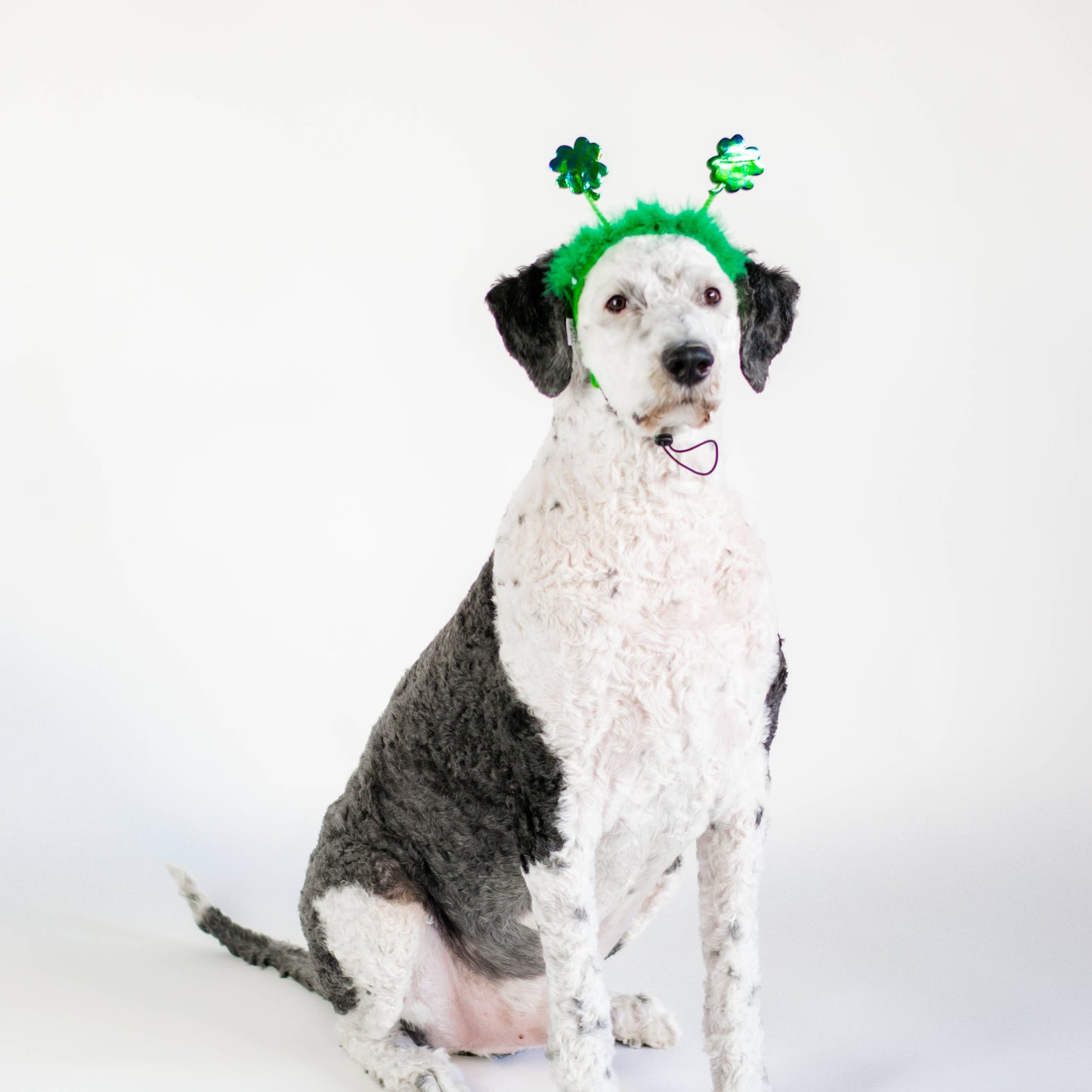 Midlee St. Patrick's Day Shamrock Dog Headband