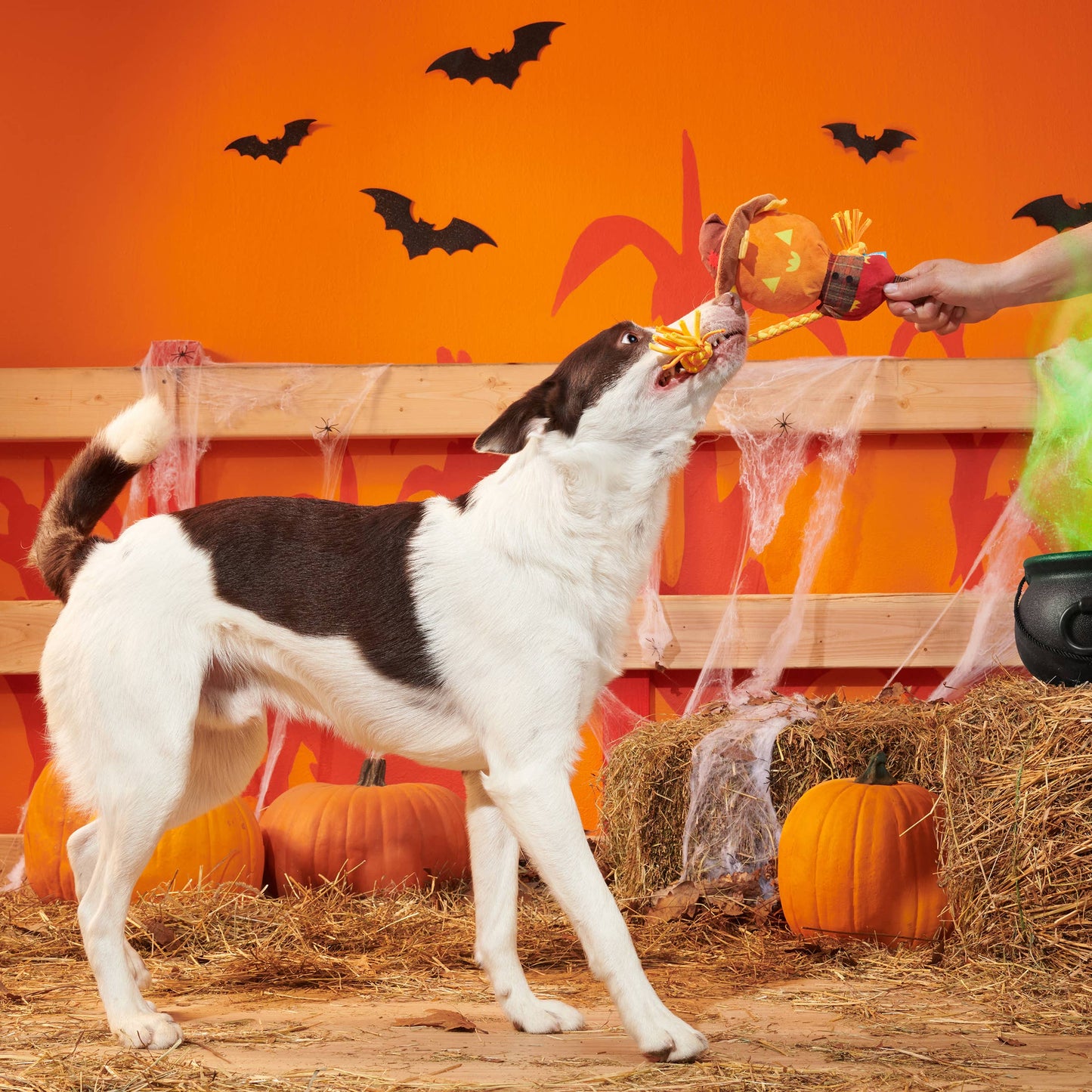 BARK Jack-Crow-Lantern Plush Dog Toy