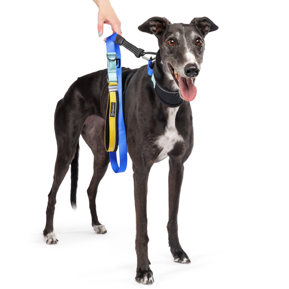 Featherweight Hound Collar