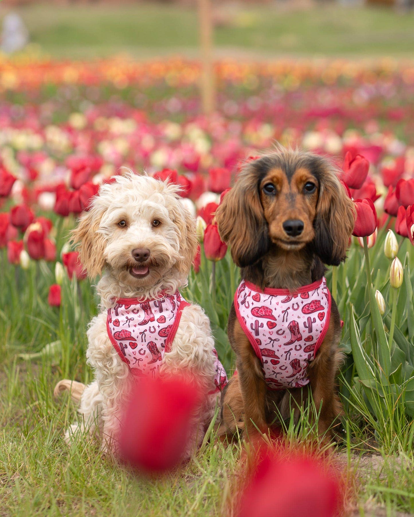 The Giddy up Pup Cooling Shirt