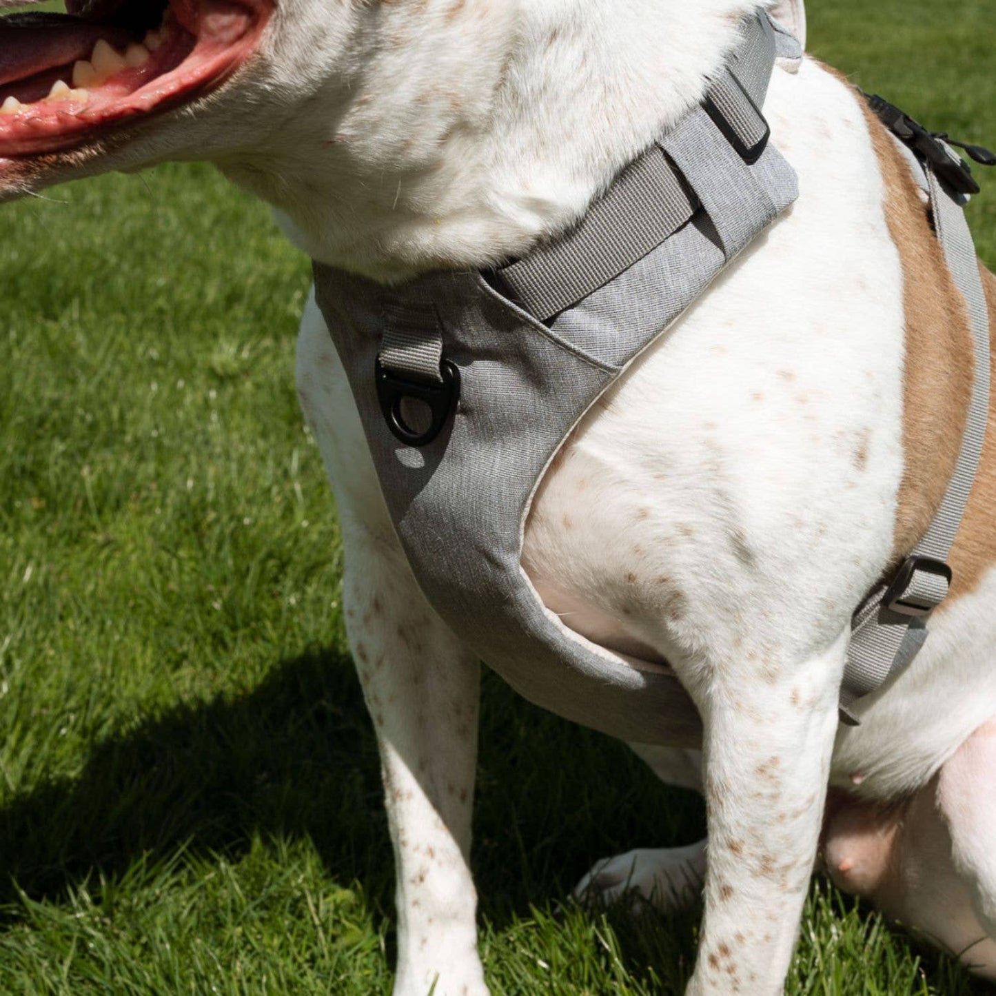 Magnetic Dog Harness with Handle – Magnetic Buckles, No-Pull