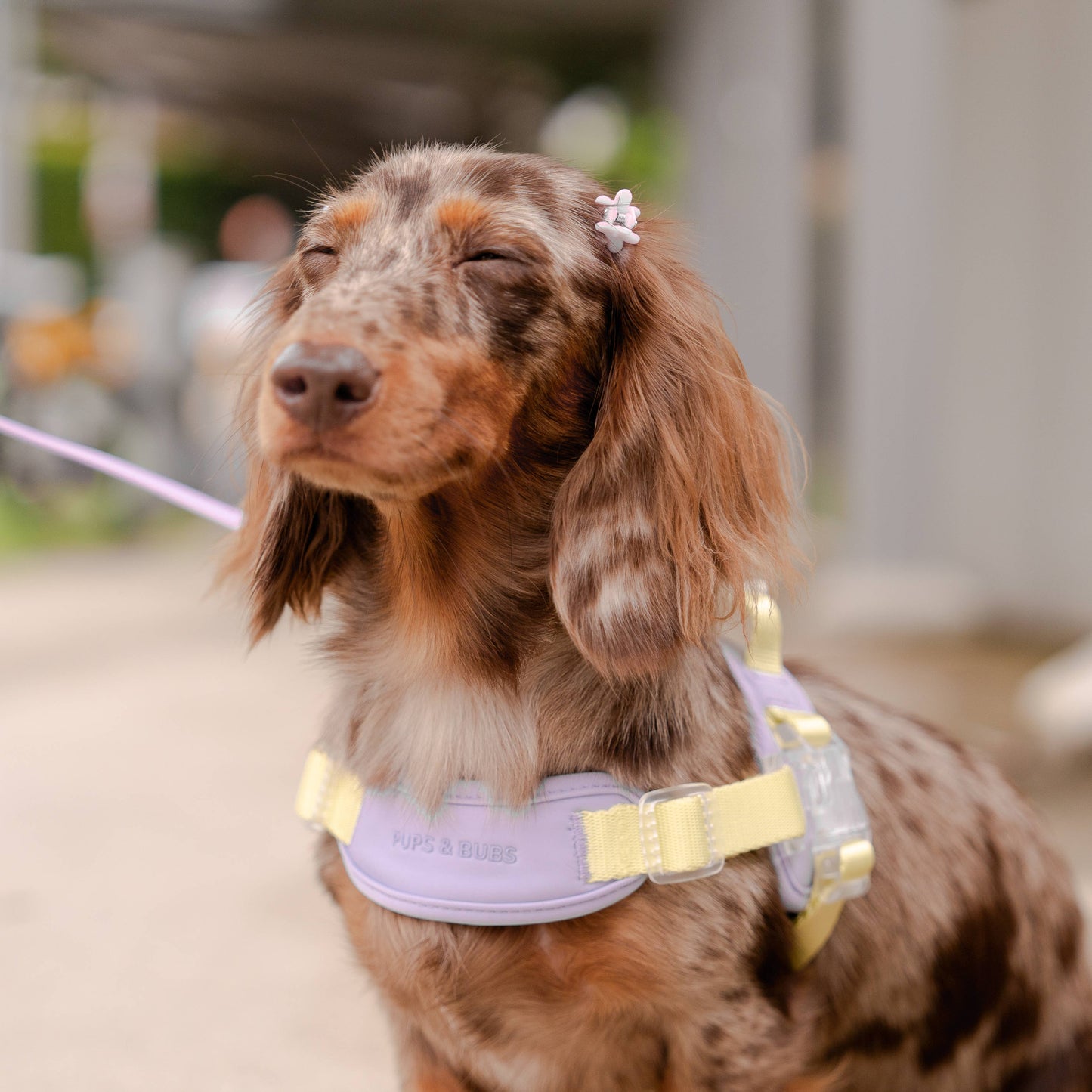 Jelly Dog Harness - Grape Jelly