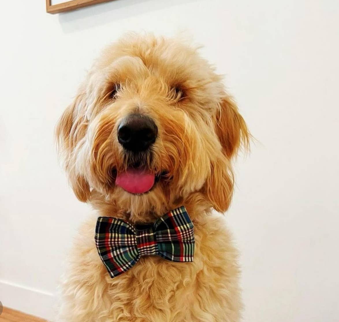 Birthday Boy Pet Bow Tie