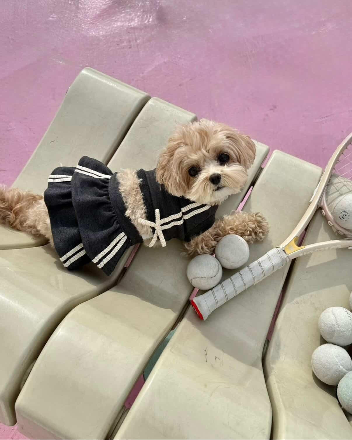 Grey Tennis Outfit 2 Piece Dog Outfit