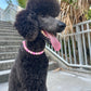 1950's Sock Hop Beaded Dog Collar