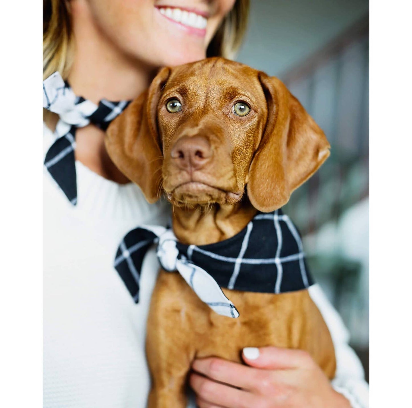 Windowpane Check Black Dog Bandana (Reversible)