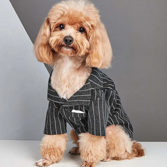 Striped Tweed Dog Suit