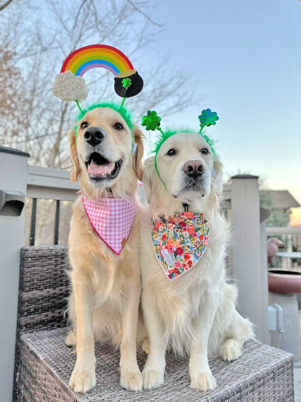 St. Patrick's Rainbow Pot of Gold Dog Headband