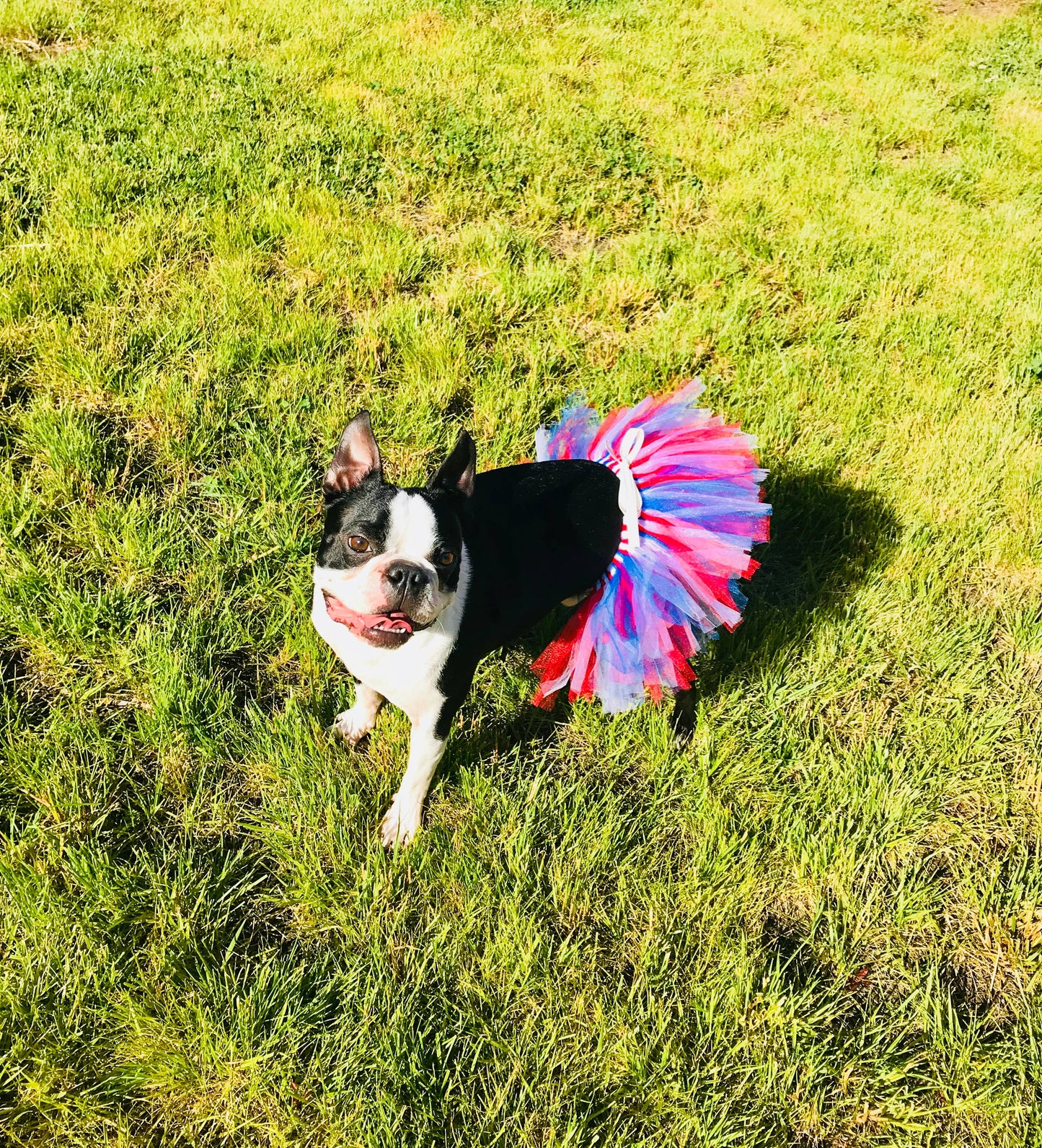 American Flag Dog Tutu/Skirt