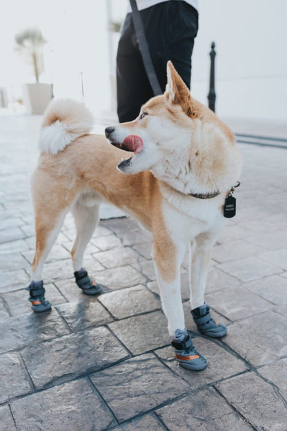 Juego de 4 zapatos para perros Beluga 544