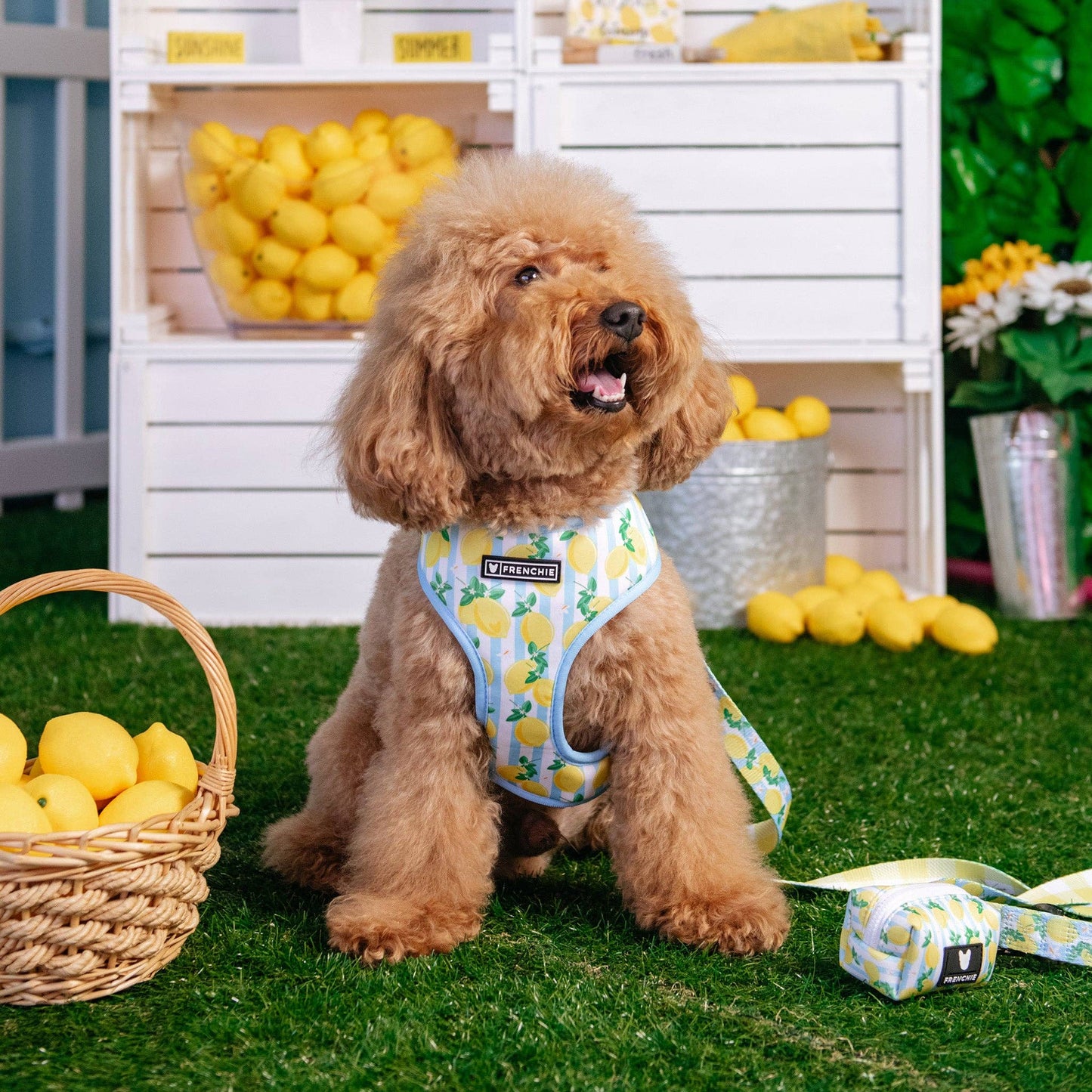 Frenchie Duo Reversible Harness - Lemon Tree