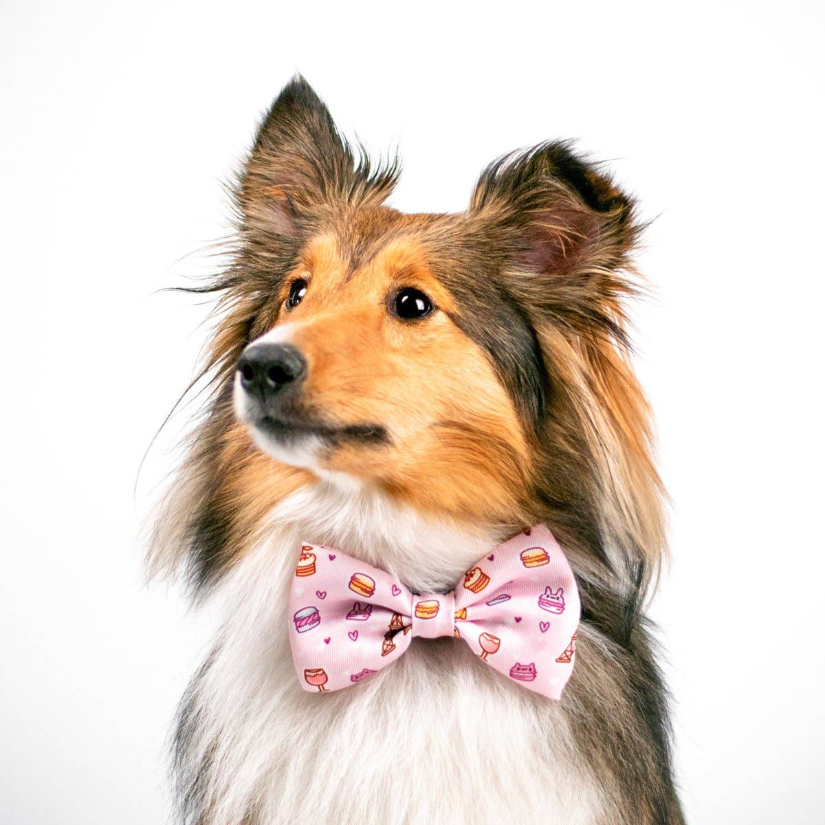 Pajarita para perro de pastelería