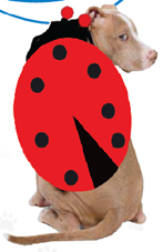 Lady Bug Halloween Dog Costume