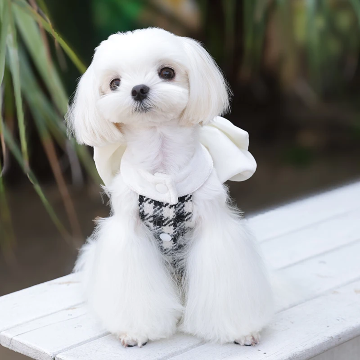 Black & White Plaid Dog Dress with Fancy White Bow