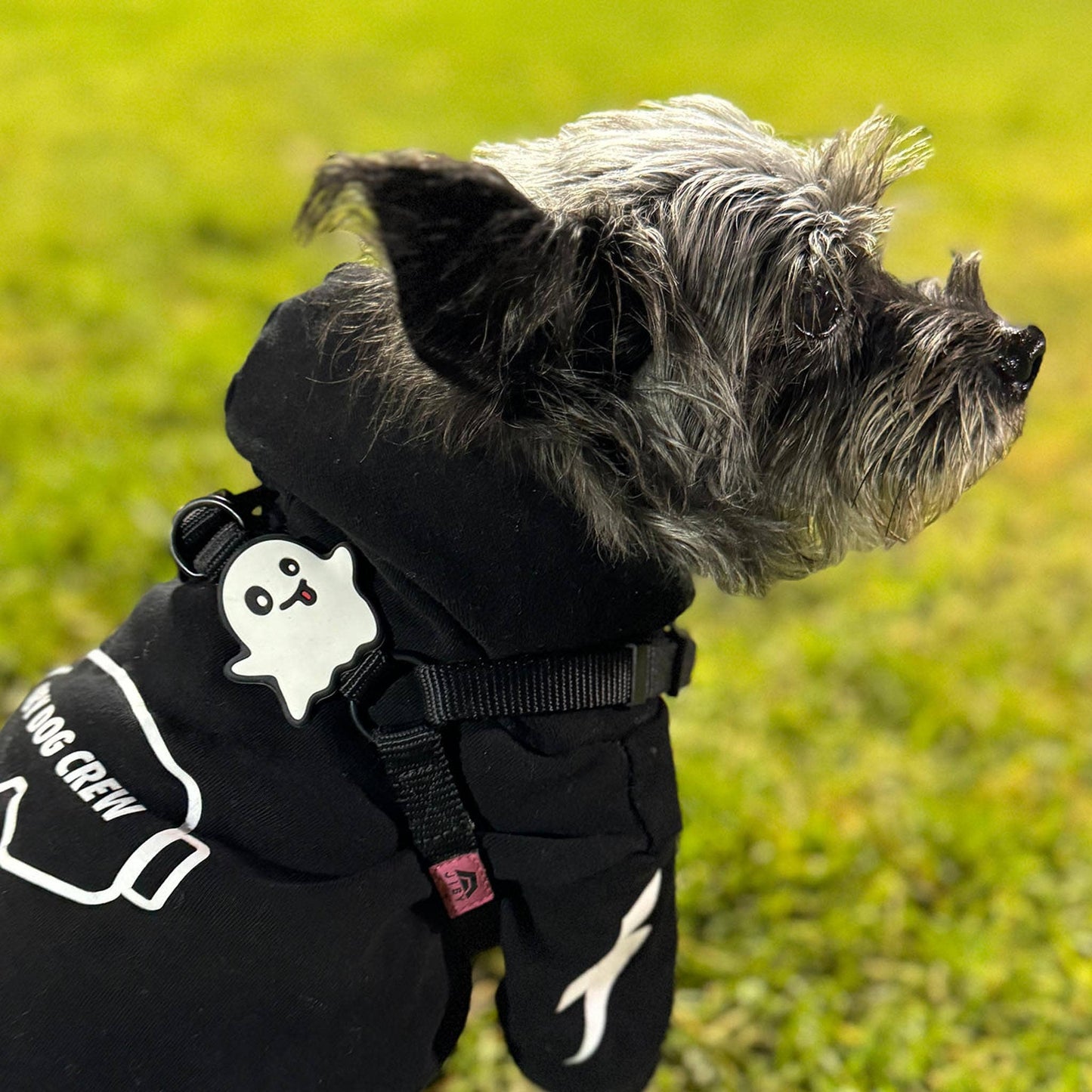 Skull Dog Jiby
