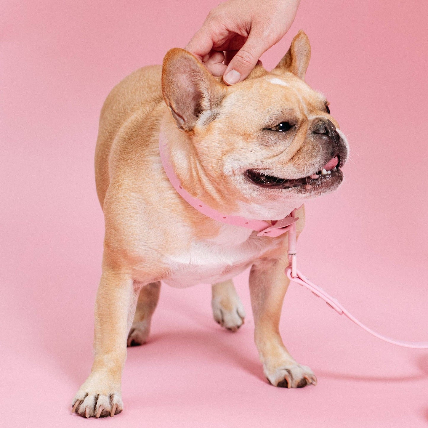 Collar impermeable para Frenchie - Rosa chicle