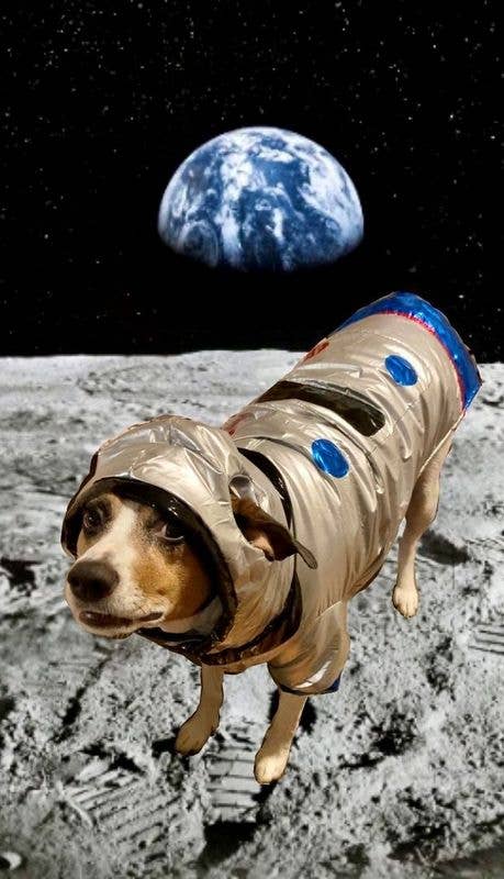 The Galactic Halloween Dog Costume