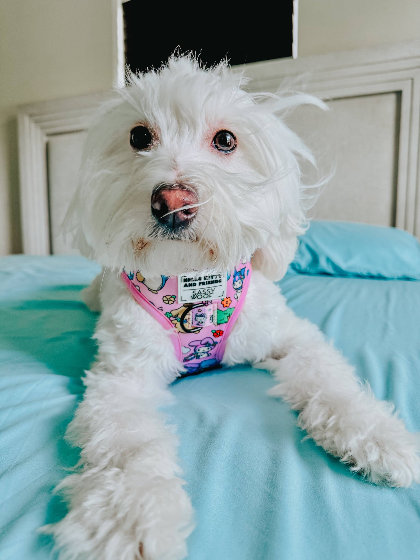 Hello Kitty® & Friends Flower Festival Dog Adjustable Harness