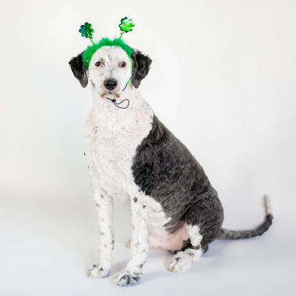 Midlee St. Patrick's Day Shamrock Dog Headband