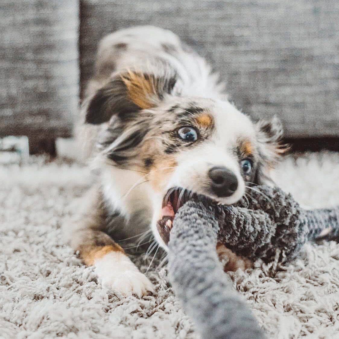 NouNou Slate Corduroy Enrichment Dog Toy