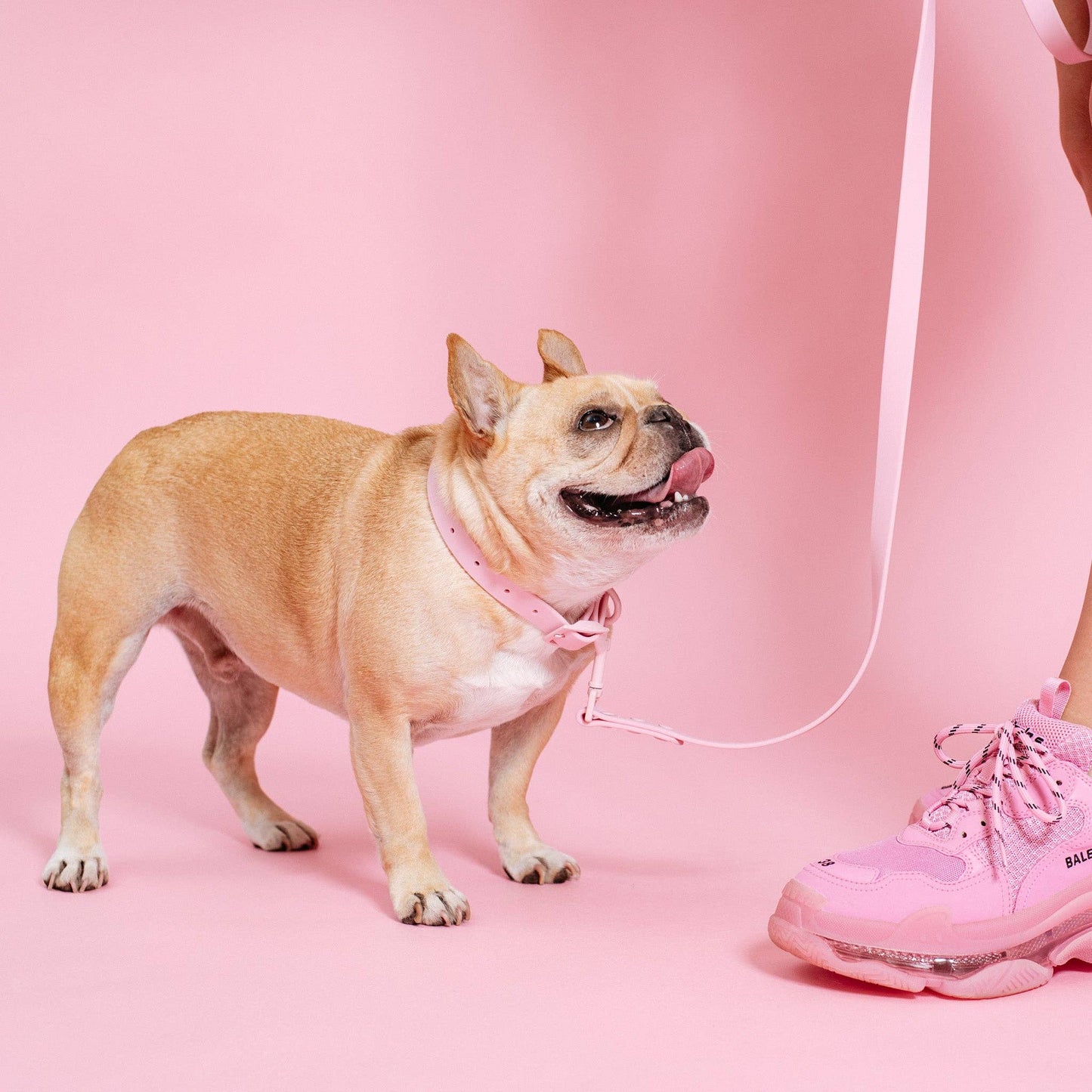 Collar impermeable para Frenchie - Rosa chicle