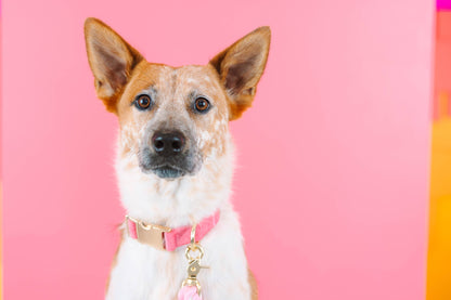 Ella Pink Dog Collar