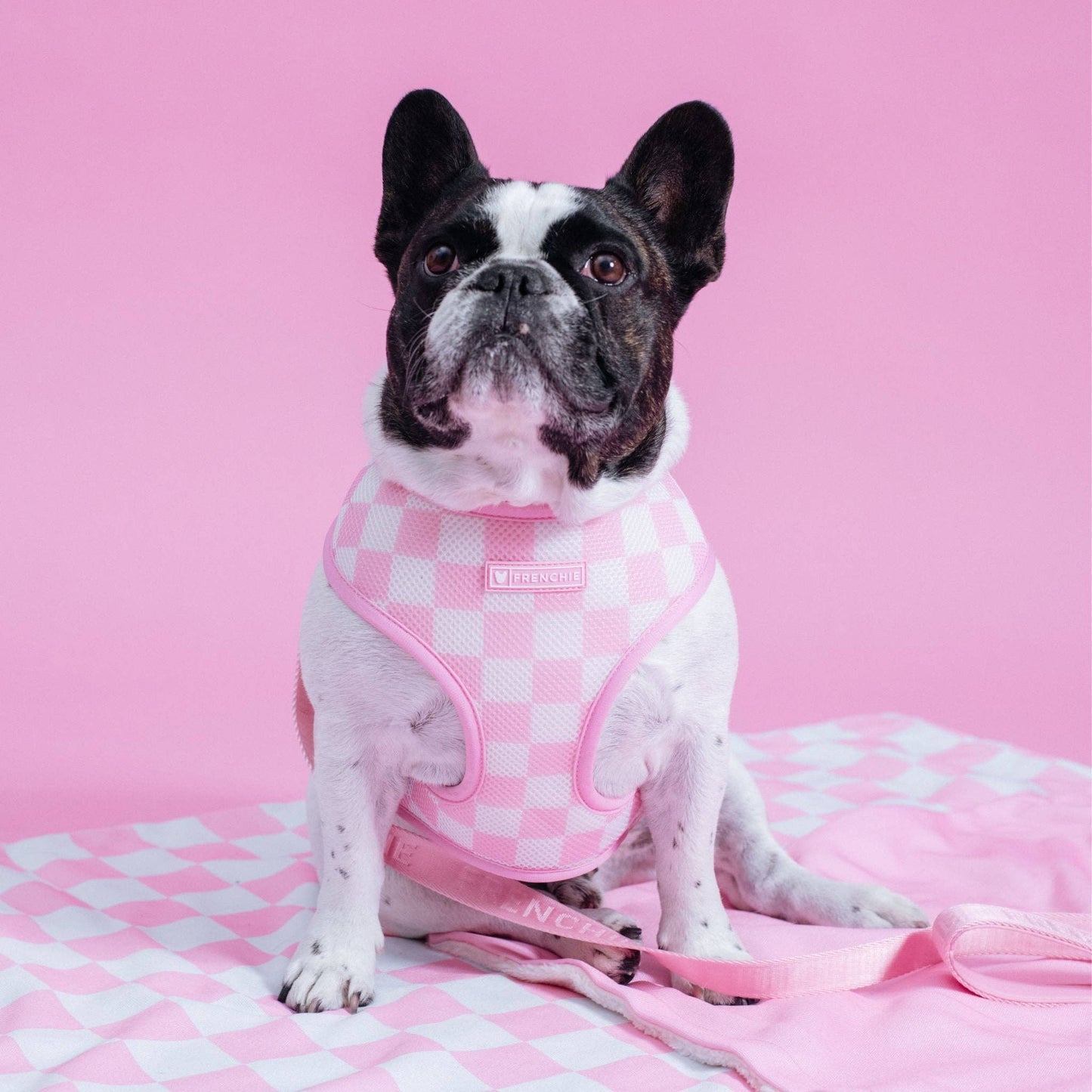 Frenchie Duo Reversible Harness - Pink Bubblegum