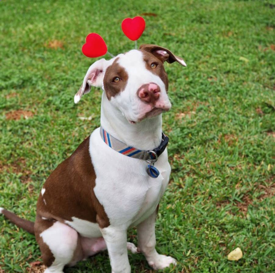 Diadema de corazones rojos