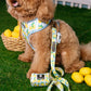 Frenchie Duo Reversible Harness - Lemon Tree