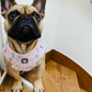 Cactus Patch Adjustable Dog Harness