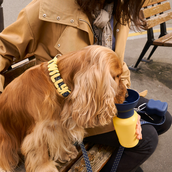 Flip Dog Travel Bottle 20oz - Limited Edition 2026